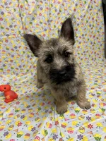 AKC Munchkin Pup #4-Orange, a male Cairn Terrier for sale in Lexington, NC – Photo 1 of 8