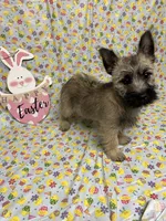 AKC Munchkin Pup #4-Orange, a male Cairn Terrier for sale in Lexington, NC – Photo 6 of 8