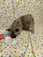 AKC Munchkin Pup #4-Orange, a male Cairn Terrier for sale in Lexington, NC – Photo 8 of 8