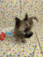 AKC Munchkin Pup #4-Orange, a male Cairn Terrier for sale in Lexington, NC – Photo 7 of 8