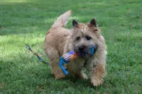 Dottie Pup #1, a male Cairn Terrier for sale in Lexington, NC – 10 of 10