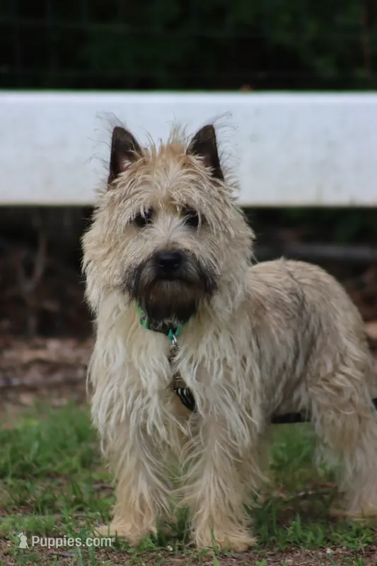 Munchkin Pup #1 – Cairn Terrier puppy for sale in Lexington, NC