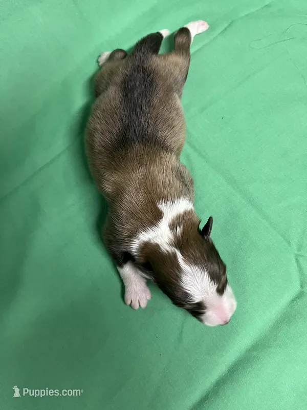 Diamond Pup #5 – Shetland Sheepdog puppy for sale in Lexington, NC