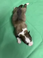 Diamond Pup #5, a male Shetland Sheepdog for sale in Lexington, NC – 1 of 6