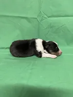 Diamond Pup #2, a male Shetland Sheepdog for sale in Lexington, NC – 3 of 5