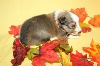 Diamond Pup #5, a male Shetland Sheepdog for sale in Lexington, NC – 3 of 6