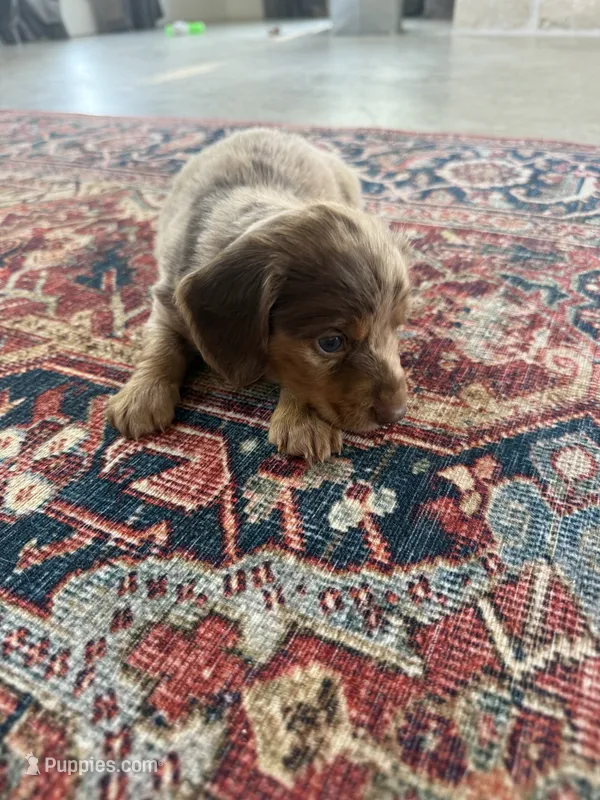 Rio, a male Miniature Dachshund for sale in Austin, TX – 1 of 1