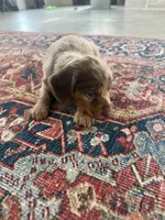 Rio, a male Miniature Dachshund for sale in Austin, TX – 1 of 1