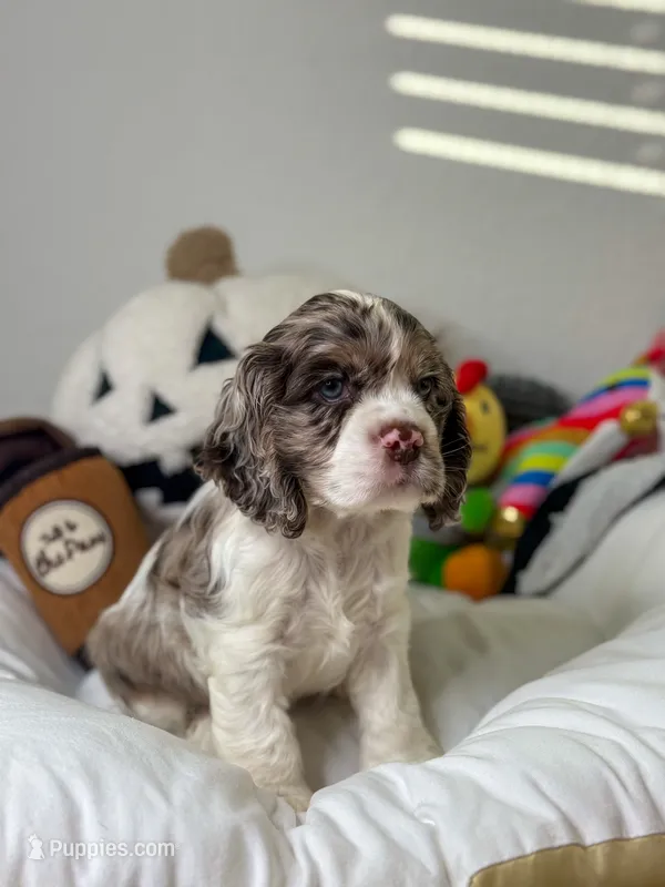 Snoopy the Cocker Spaniel  – Cocker Spaniel puppy for sale in Austin, TX