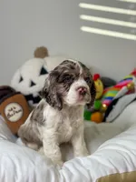 Snoopy the Cocker Spaniel , a male Cocker Spaniel for sale in Austin, TX – 1 of 1