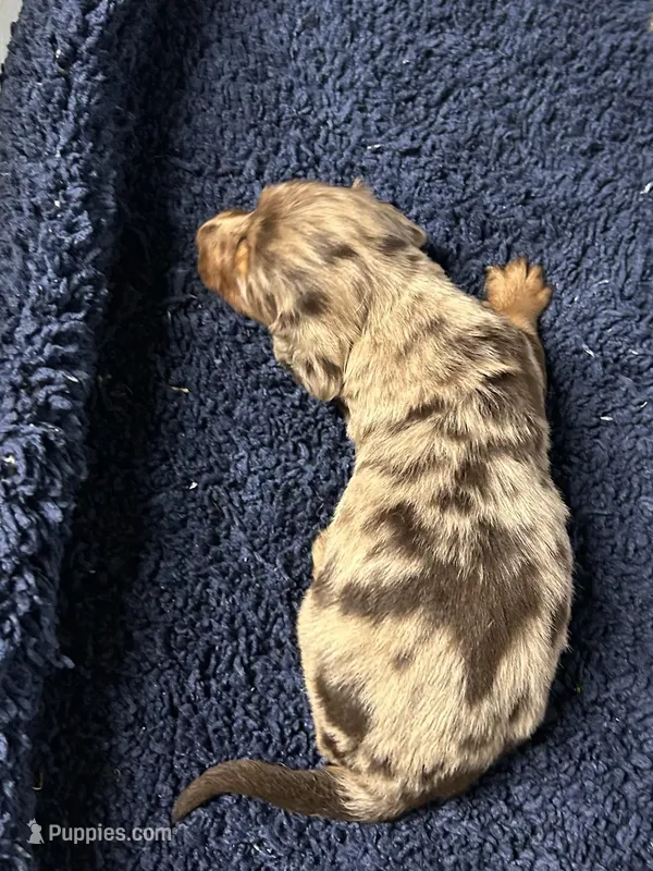 Rose the Mini Dachshund  – Miniature Dachshund puppy for sale in Austin, TX