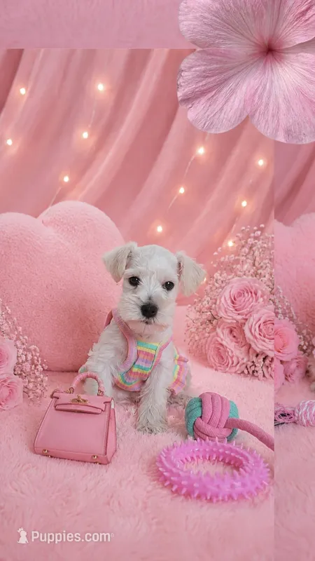 Yuki the mini schnauzer  – Miniature Schnauzer puppy for sale in Austin, TX
