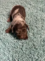 Lotus the mini dachshund , a male Miniature Dachshund for sale in Austin, TX – 2 of 3