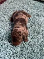 Lotus the mini dachshund , a male Miniature Dachshund for sale in Austin, TX – 3 of 3