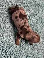 Lotus the mini dachshund , a male Miniature Dachshund for sale in Austin, TX – 1 of 3