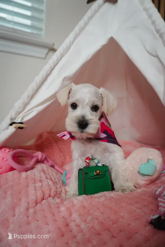 Yuki the mini schnauzer  – Miniature Schnauzer puppy for sale in Austin, TX