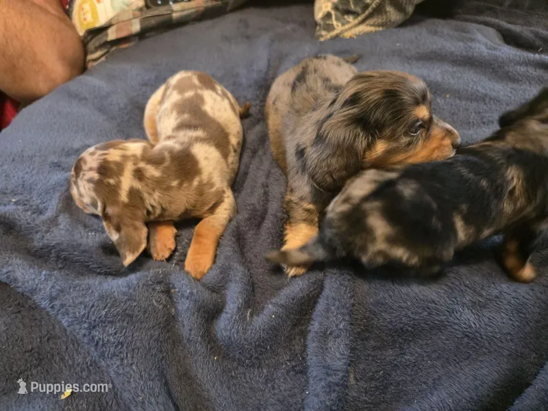 Choco – Miniature Dachshund puppy for sale in Austin, TX