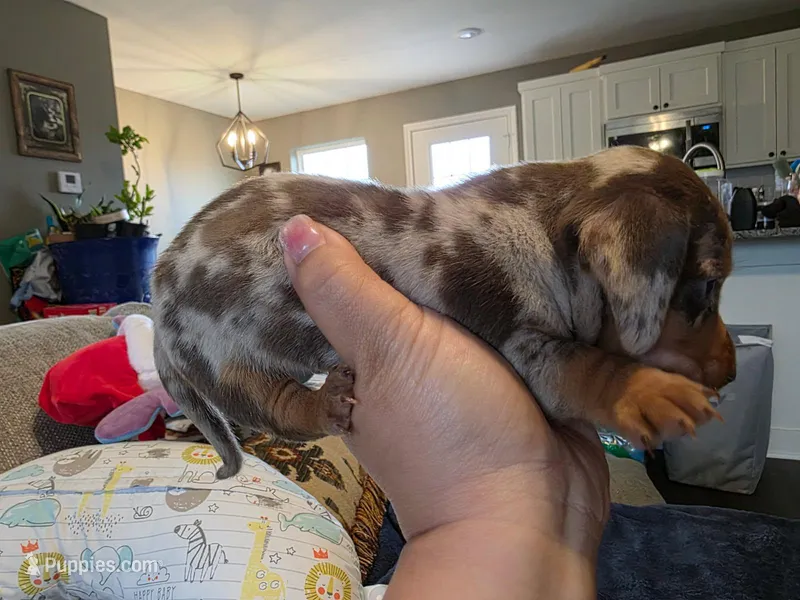 Choco – Miniature Dachshund puppy for sale in Austin, TX