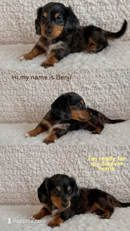 Benji the mini dachshund  – Miniature Dachshund puppy for sale in Austin, TX