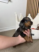 Benji the mini dachshund , a male Miniature Dachshund for sale in Austin, TX – 3 of 3