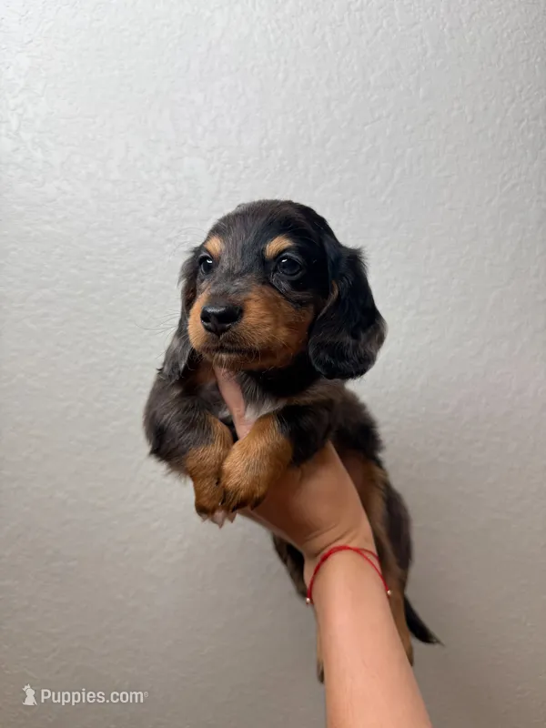 Ace the mini dachshund  – Miniature Dachshund puppy for sale in Austin, TX