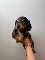 Ace the mini dachshund , a male Miniature Dachshund for sale in Austin, TX – 1 of 2