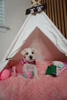 Yuki the mini schnauzer , a female Miniature Schnauzer for sale in Austin, TX – 2 of 2