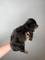 Ace the mini dachshund , a male Miniature Dachshund for sale in Austin, TX – 2 of 2
