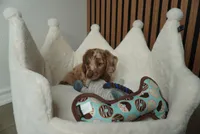 Pistachio the mini dachshund , a male Miniature Dachshund for sale in Austin, TX – Photo 3 of 6