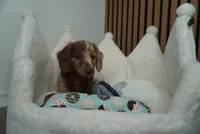 Pistachio the mini dachshund , a male Miniature Dachshund for sale in Austin, TX – Photo 4 of 6