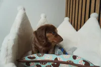 Pistachio the mini dachshund , a male Miniature Dachshund for sale in Austin, TX – Photo 5 of 6