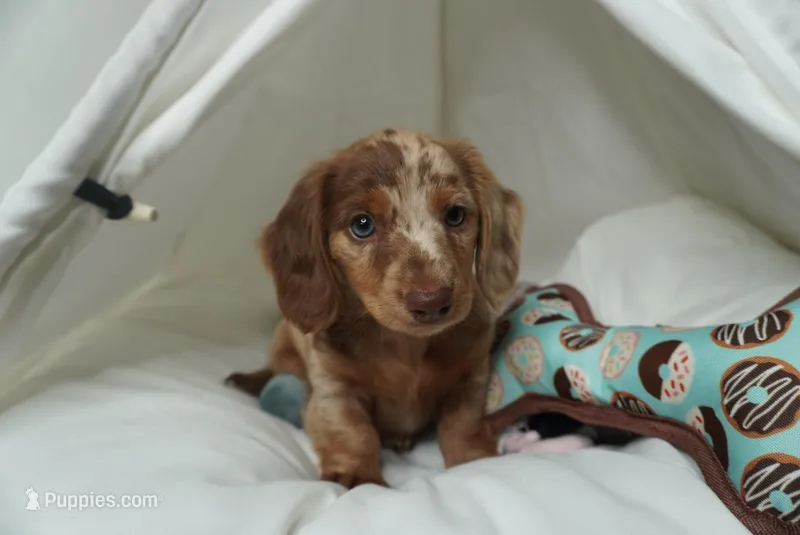 Pistachio the mini dachshund  – Miniature Dachshund puppy for sale in Austin, TX