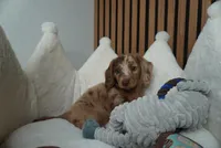 Pistachio the mini dachshund , a male Miniature Dachshund for sale in Austin, TX – Photo 2 of 6