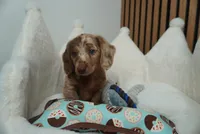 Pistachio the mini dachshund , a male Miniature Dachshund for sale in Austin, TX – Photo 6 of 6