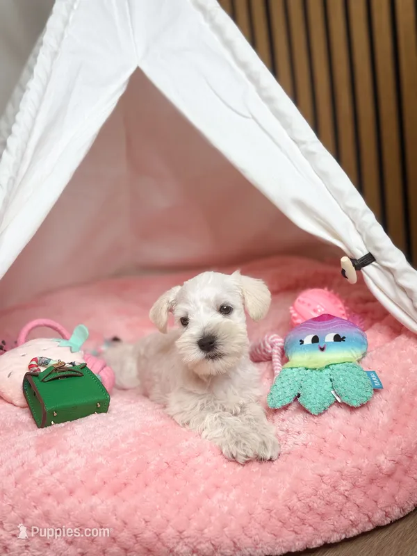 Hana the mini schnauzer  – Miniature Schnauzer puppy for sale in Austin, TX