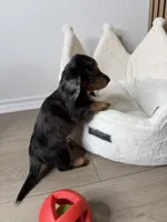Benji the mini dachshund , a male Miniature Dachshund for sale in Austin, TX – 2 of 3