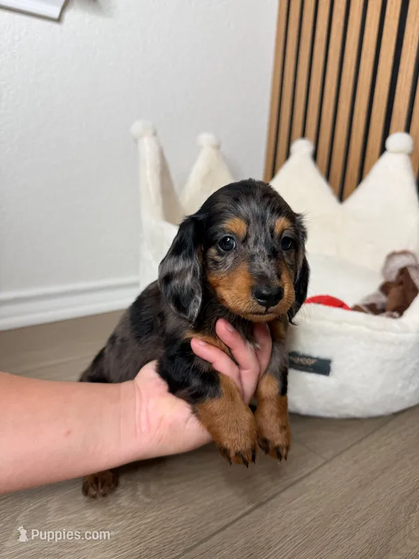 Benji the mini dachshund  – Miniature Dachshund puppy for sale in Austin, TX