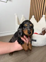 Benji the mini dachshund , a male Miniature Dachshund for sale in Austin, TX – 1 of 3
