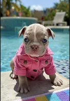 Delilah, a female French Bulldog for sale in Murrieta, CA – 8 of 8