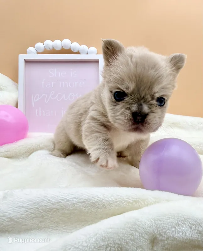 Royal – French Bulldog puppy for sale in Murrieta, CA