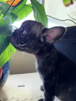 Bonnie , a female French Bulldog for sale in Murrieta, CA – 3 of 8