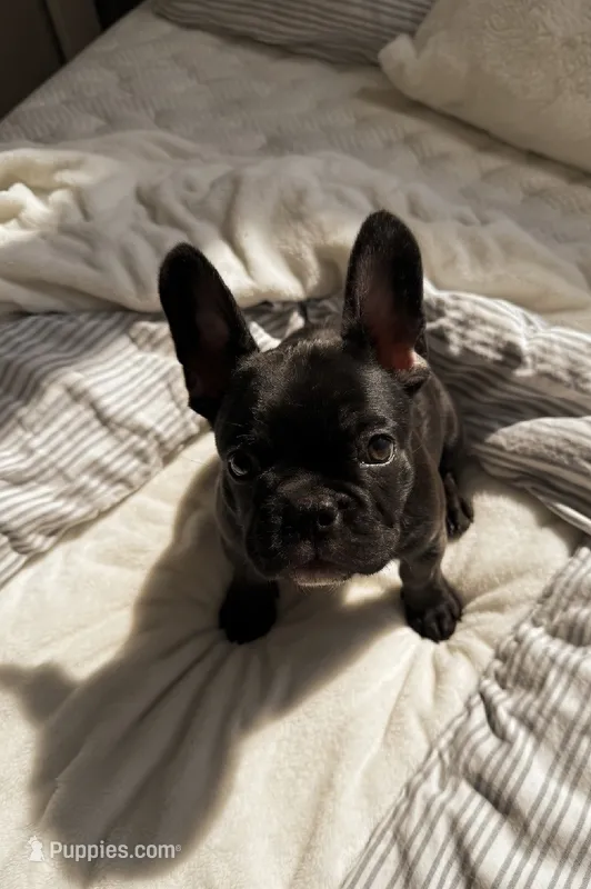 Pepe Lepew  – French Bulldog puppy for sale in Murrieta, CA