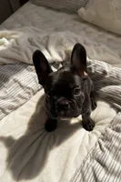 Pepe Lepew , a male French Bulldog for sale in Murrieta, CA – 1 of 4