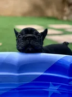 Clyde AKA Big Mac, a male French Bulldog for sale in Murrieta, CA – 5 of 8