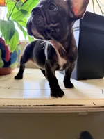 Bonnie , a female French Bulldog for sale in Murrieta, CA – 4 of 8