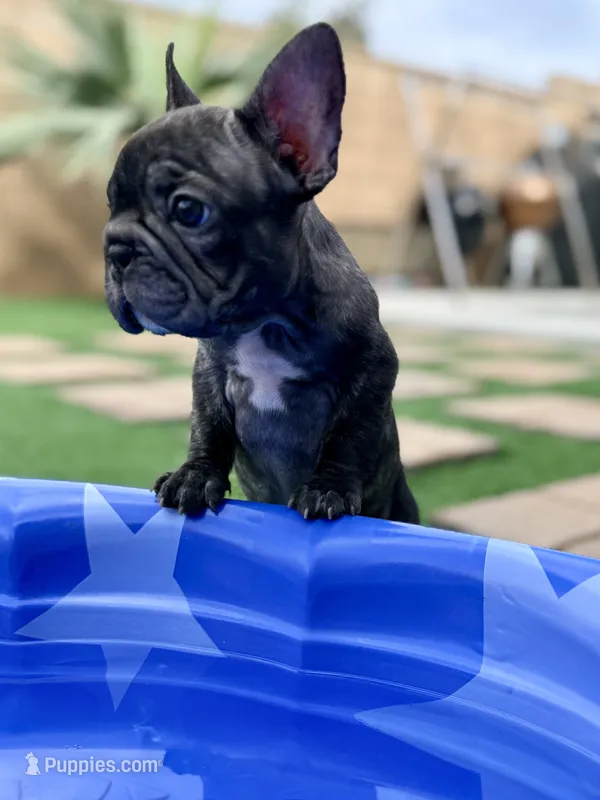 Bonnie  – French Bulldog puppy for sale in Murrieta, CA