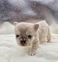 Royal, a female French Bulldog for sale in Murrieta, CA – 6 of 6