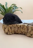 Clyde AKA Big Mac, a male French Bulldog for sale in Murrieta, CA – 4 of 6