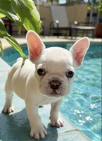 Samson, a male French Bulldog for sale in Murrieta, CA – 7 of 9