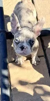 Delilah, a female French Bulldog for sale in Murrieta, CA – 6 of 6